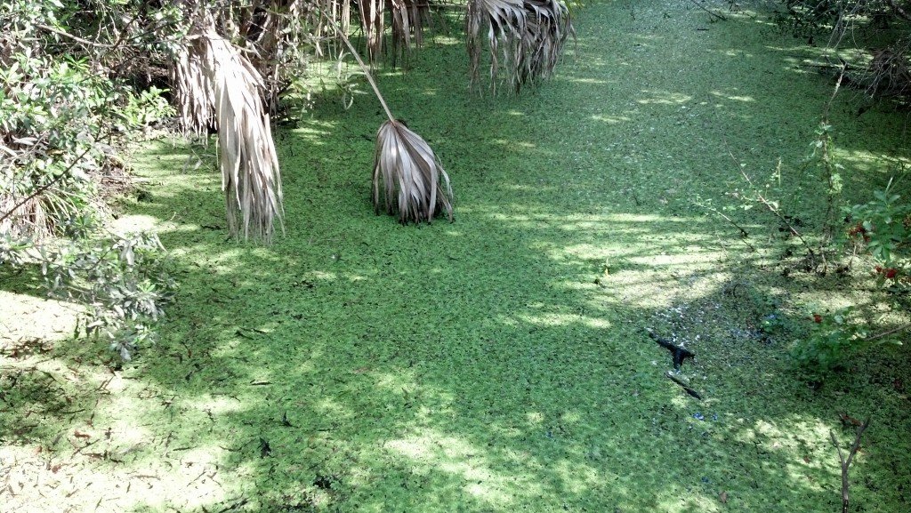 Alligator Creek Preserve, Punta Gorda, FL — photo 1