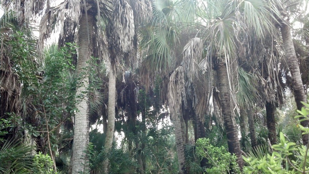 Alligator Creek Preserve, Punta Gorda, FL — photo 4