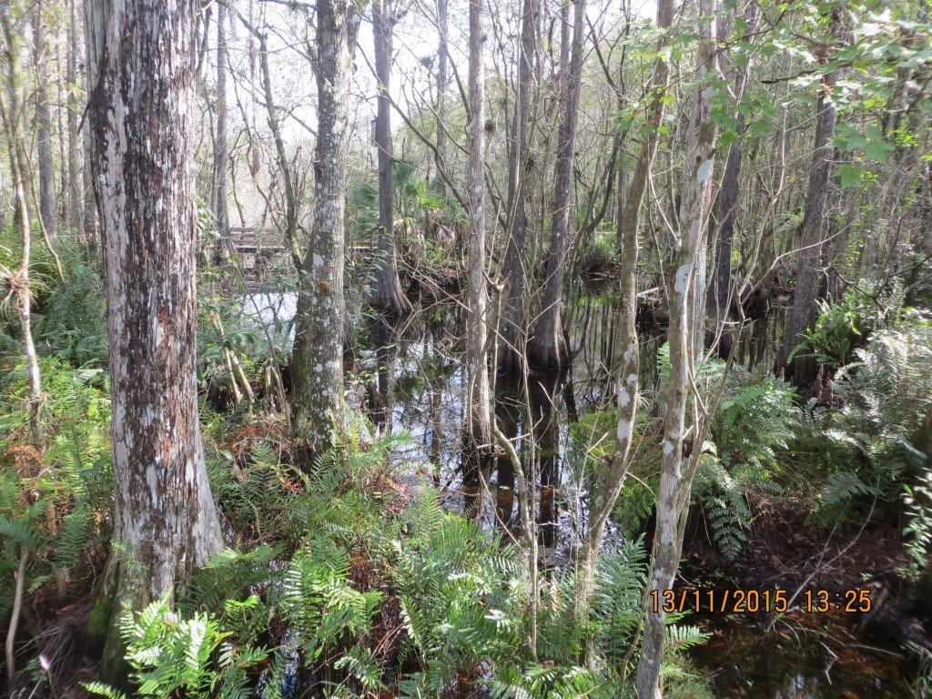 Six Mile Cypress Slough Preserve, Fort Myers, FL – Florida, United States – photo 3
