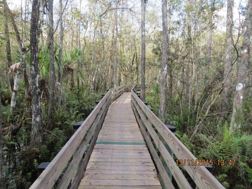 Six Mile Cypress Slough Preserve, Fort Myers, FL – Florida, United States – photo 4