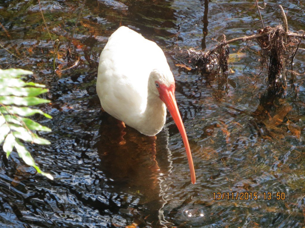 Six Mile Cypress Slough Preserve, Fort Myers, FL – Florida, United States – photo 5