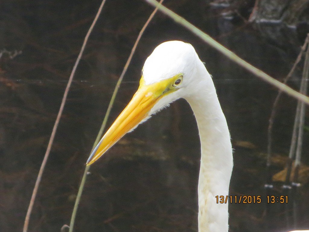 Six Mile Cypress Slough Preserve, Fort Myers, FL – Florida, United States – photo 6