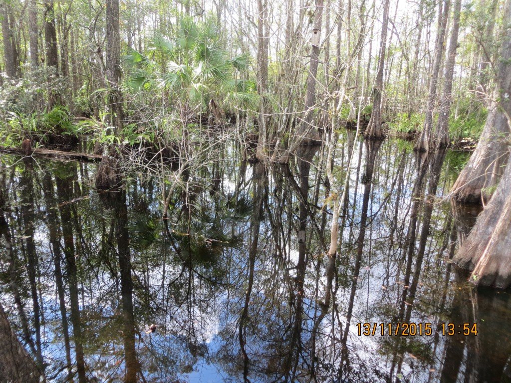 Six Mile Cypress Slough Preserve, Fort Myers, FL – Florida, United States – photo 8