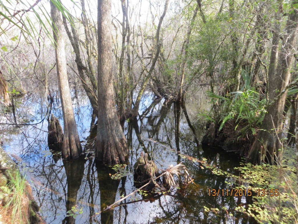 Six Mile Cypress Slough Preserve, Fort Myers, FL – Florida, United States – photo 7