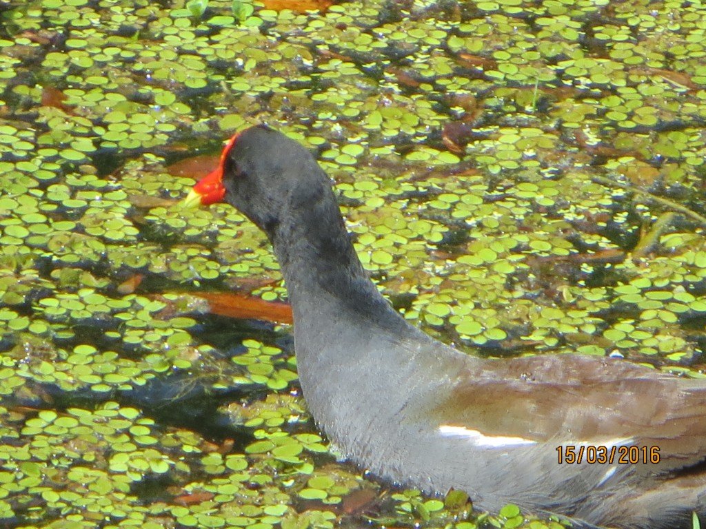 Sawgrass Lake Park St. Petersburg, FL – Florida, United States – photo 6