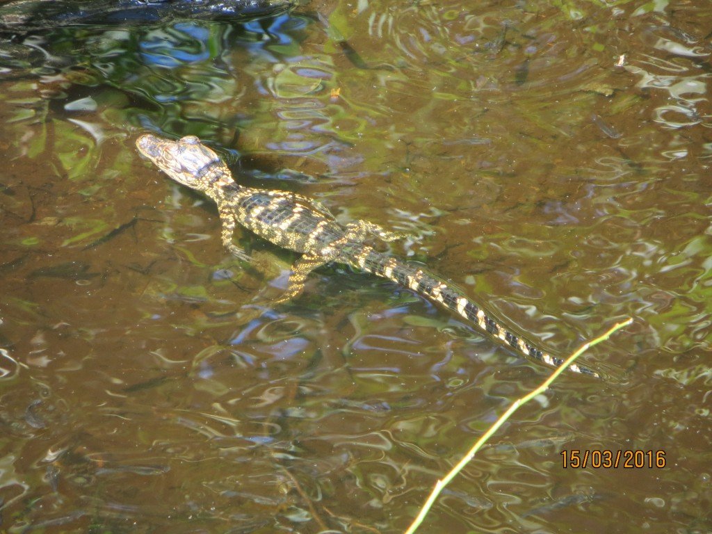 Sawgrass Lake Park St. Petersburg, FL – Florida, United States – photo 5