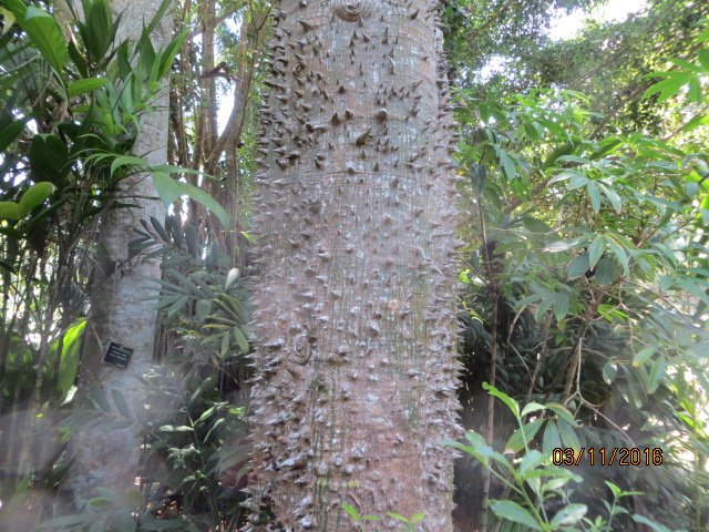 Cairns, Queensland Australia (Botanical Gardens) — photo 16