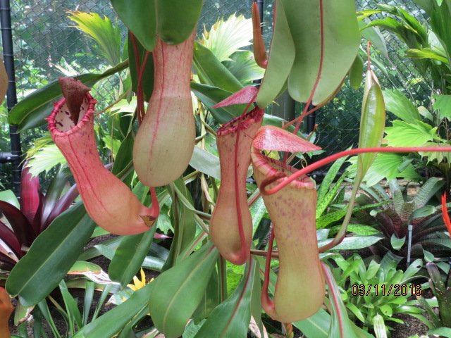 Cairns, Queensland Australia (Botanical Gardens) — photo 3