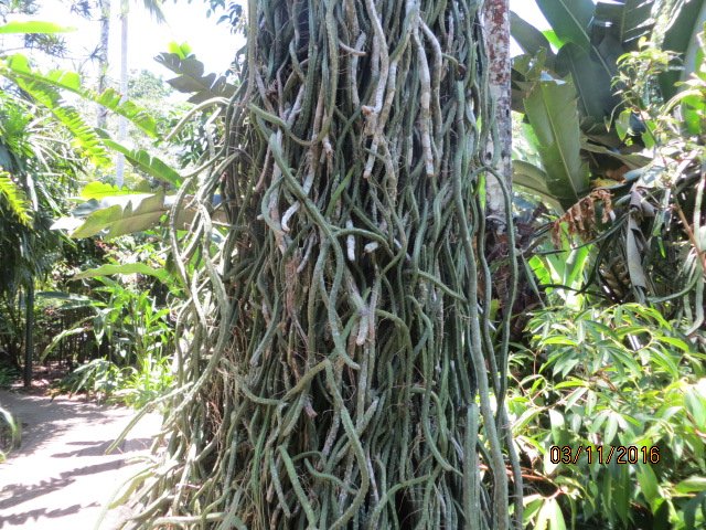Cairns, Queensland Australia (Botanical Gardens) — photo 4