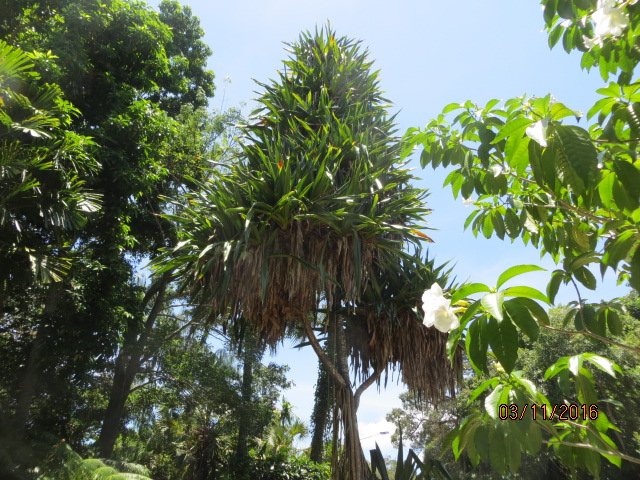 Cairns, Queensland Australia (Botanical Gardens) — photo 5