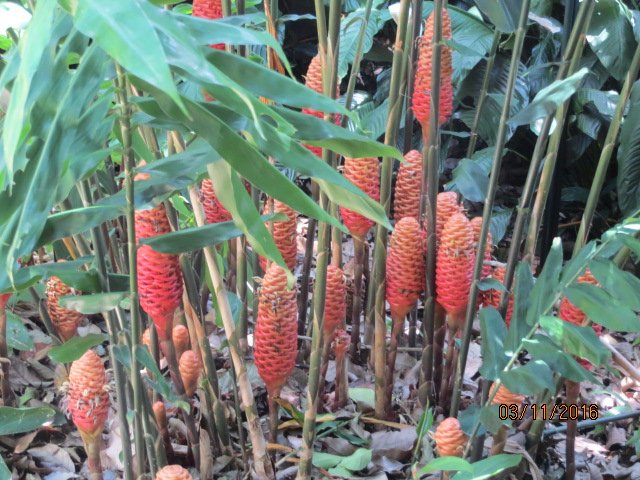 Cairns, Queensland Australia (Botanical Gardens) — photo 6