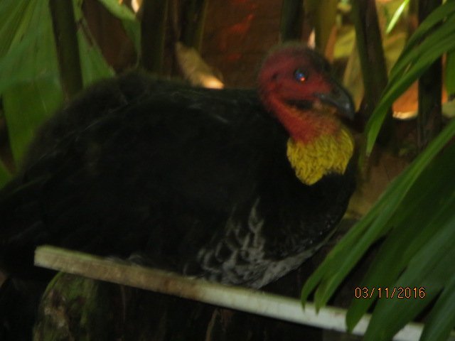 Cairns, Queensland Australia (Botanical Gardens) — photo 11
