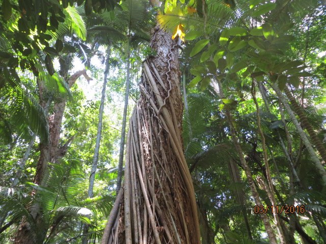 Cairns, Queensland Australia (Botanical Gardens) — photo 12