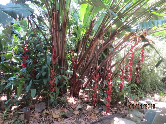 Cairns, Queensland Australia (Botanical Gardens) — photo 13