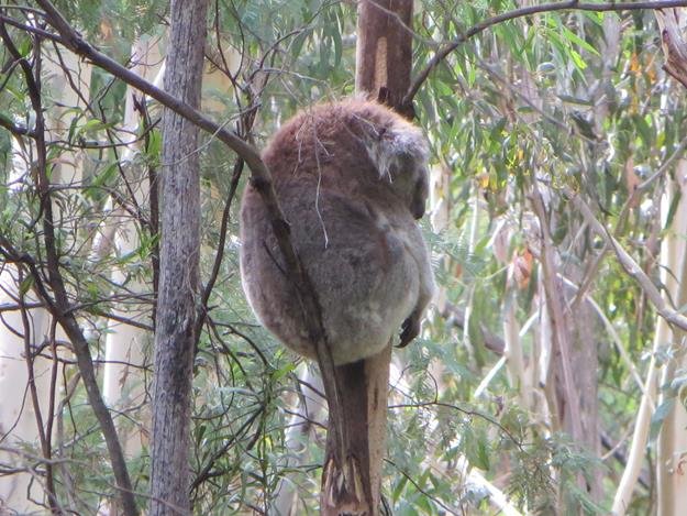 Canberra, Australia — photo 4