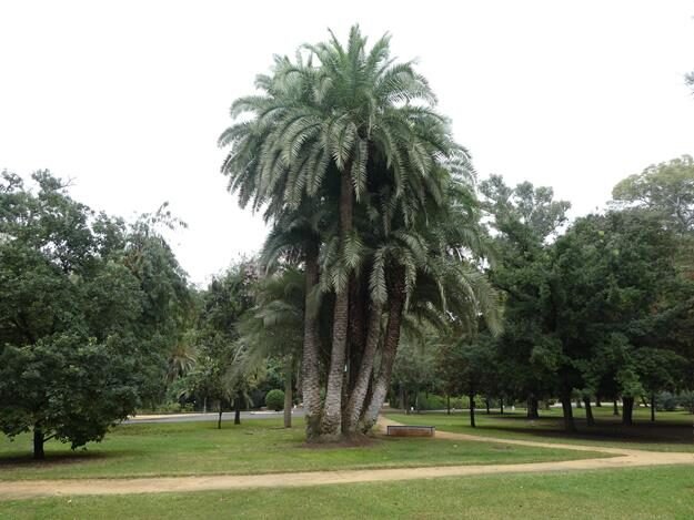 Parque de Maria Luisa  Seville, Spain
