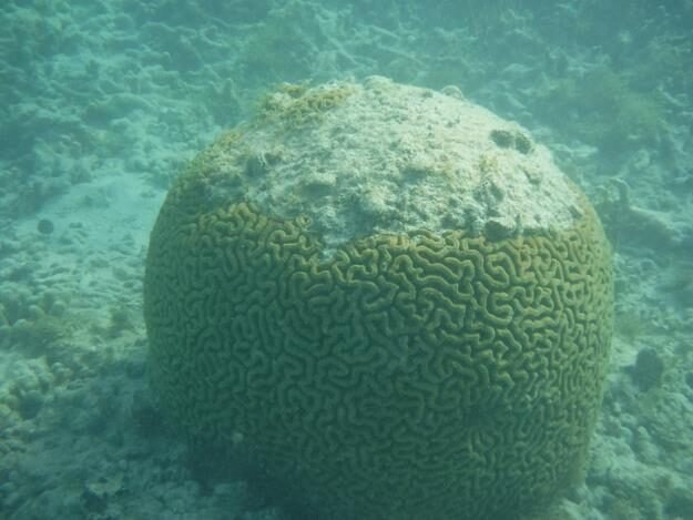Snorkeling and sightseeing excursion – Sainte Rose — photo 5