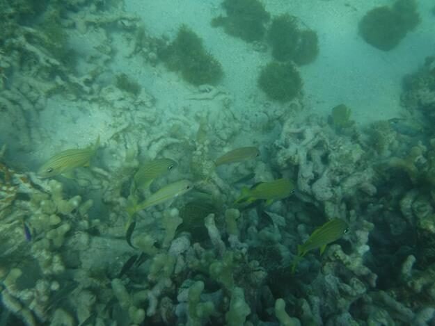 Snorkeling and sightseeing excursion – Sainte Rose — photo 7