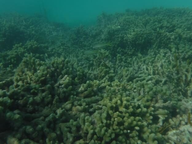 Snorkeling and sightseeing excursion – Sainte Rose — photo 8