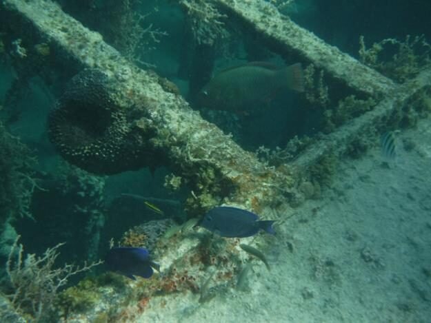 Snorkeling and sightseeing excursion – Sainte Rose — photo 13