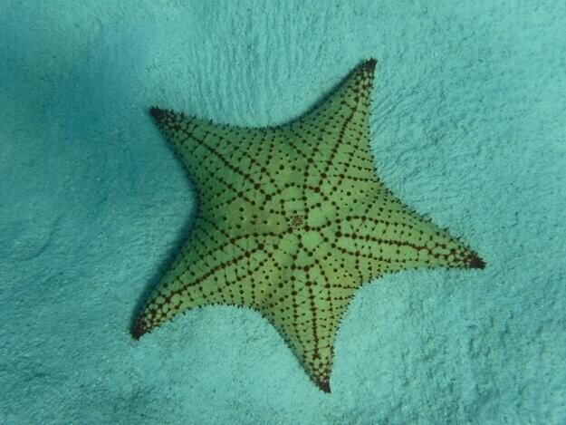 Snorkeling and sightseeing excursion – Sainte Rose — photo 16