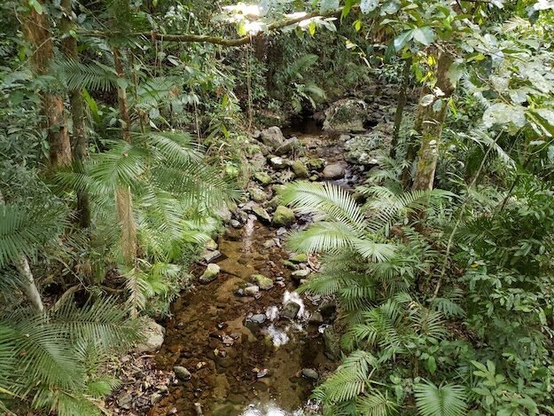 Mossman Gorge, AU — photo 2