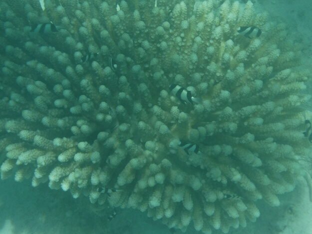 Exmouth, AU (Turquoise Bay) – Western Australia, Australia – photo 14