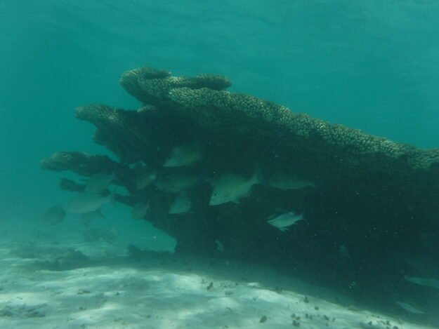 Exmouth, AU (Turquoise Bay) – Western Australia, Australia – photo 19