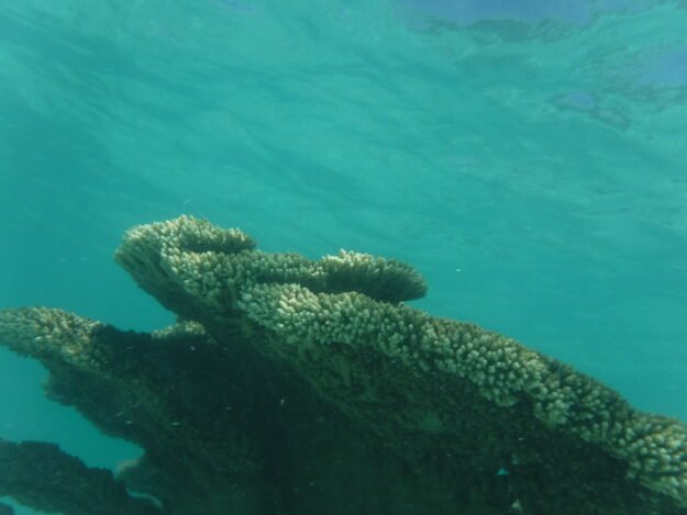 Exmouth, AU (Turquoise Bay) – Western Australia, Australia – photo 13