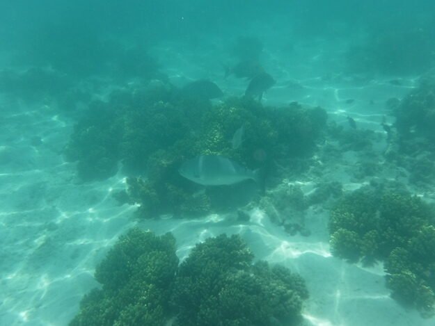 Exmouth, AU (Turquoise Bay) – Western Australia, Australia – photo 17