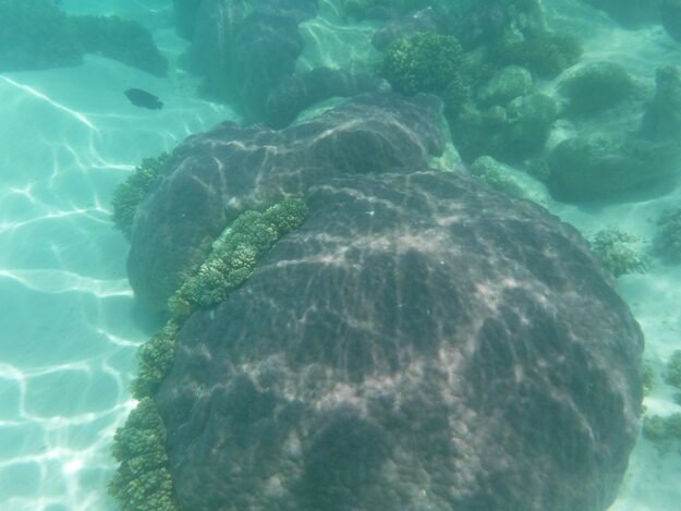 Exmouth, AU (Turquoise Bay) – Western Australia, Australia – photo 16