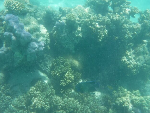 Exmouth, AU (Turquoise Bay) – Western Australia, Australia – photo 11