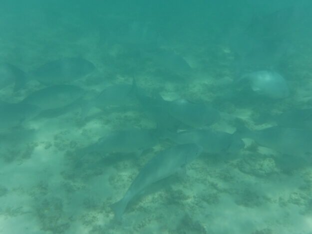 Exmouth, AU (Turquoise Bay) – Western Australia, Australia – photo 3