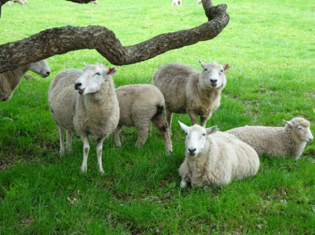 Cornwall Park, Auckland NZ – Albert-Eden, New Zealand – photo 1