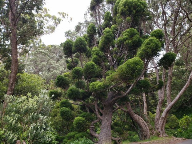 Wellington Parliament buildings and Wellington Botanical Gardens, Wellington, NZ — photo 14