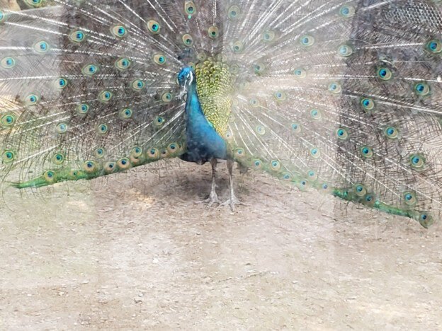 Saigon Zoo & Botanical Gardens, Vietnam — photo 3