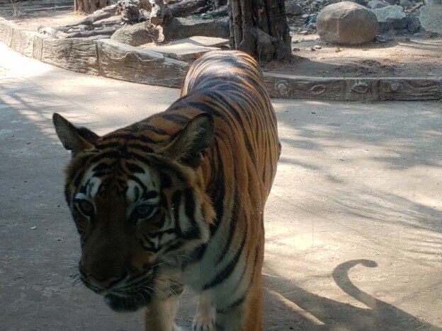 Saigon Zoo & Botanical Gardens, Vietnam — photo 4
