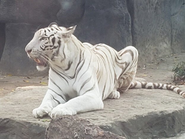 Saigon Zoo & Botanical Gardens, Vietnam — photo 5