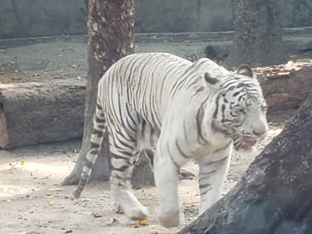 Saigon Zoo & Botanical Gardens, Vietnam — photo 6