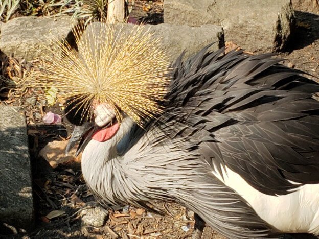Saigon Zoo & Botanical Gardens, Vietnam — photo 10