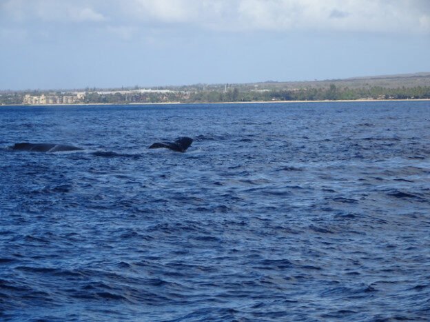 Whale Watching (trip 2) Maalaea Harbor, HI
