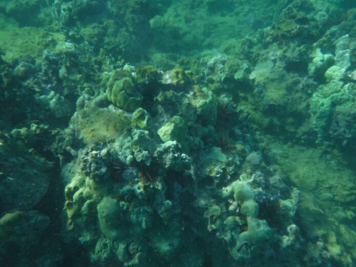 Keawakapu Beach snorkeling, Maui