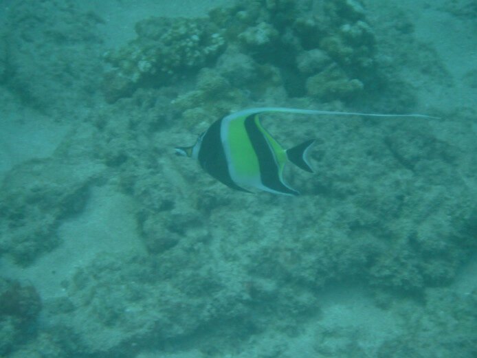 Keawakapu Beach snorkeling, Maui