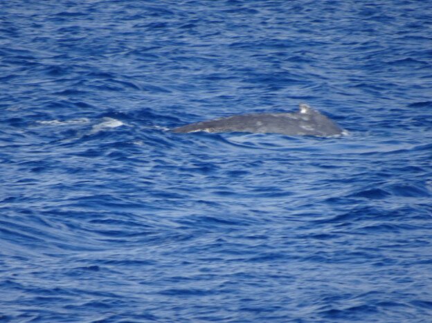 Whale Watching (trip 1) Maalaea Harbor, HI — photo 8