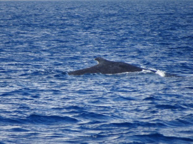 Whale Watching (trip 1) Maalaea Harbor, HI — photo 4