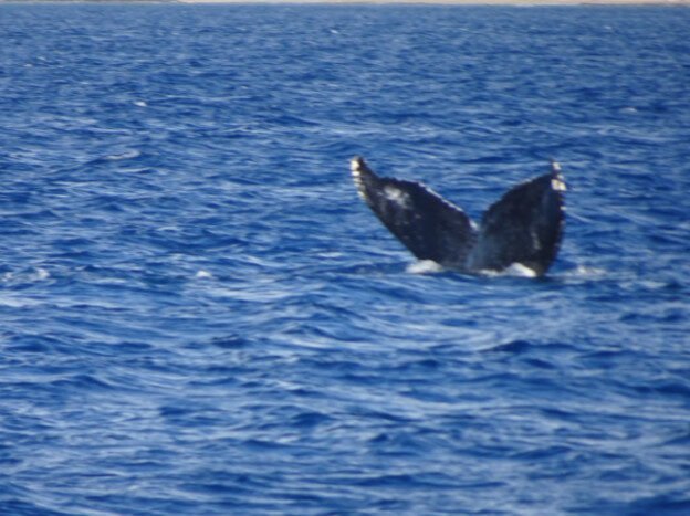 Whale Watching (trip 1) Maalaea Harbor, HI — photo 7