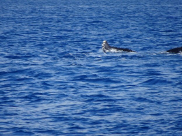 Whale Watching (trip 1) Maalaea Harbor, HI — photo 3
