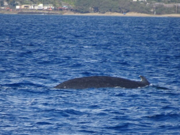 Whale Watching (trip 1) Maalaea Harbor, HI — photo 5