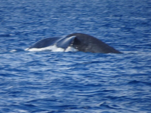 Whale Watching (trip 1) Maalaea Harbor, HI — photo 6