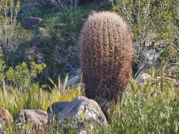 Palm Springs, California — photo 3